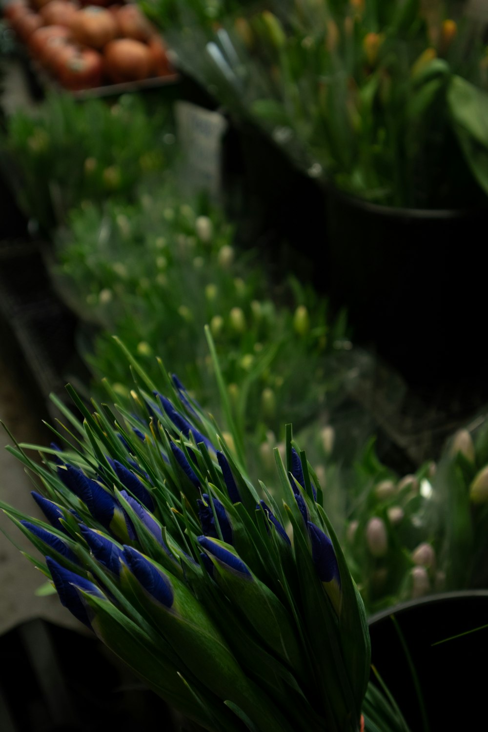 un mazzo di fiori che sono in un vaso