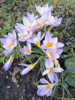 Early spring crocuses brightening a shaded garden corner with their delicate colors