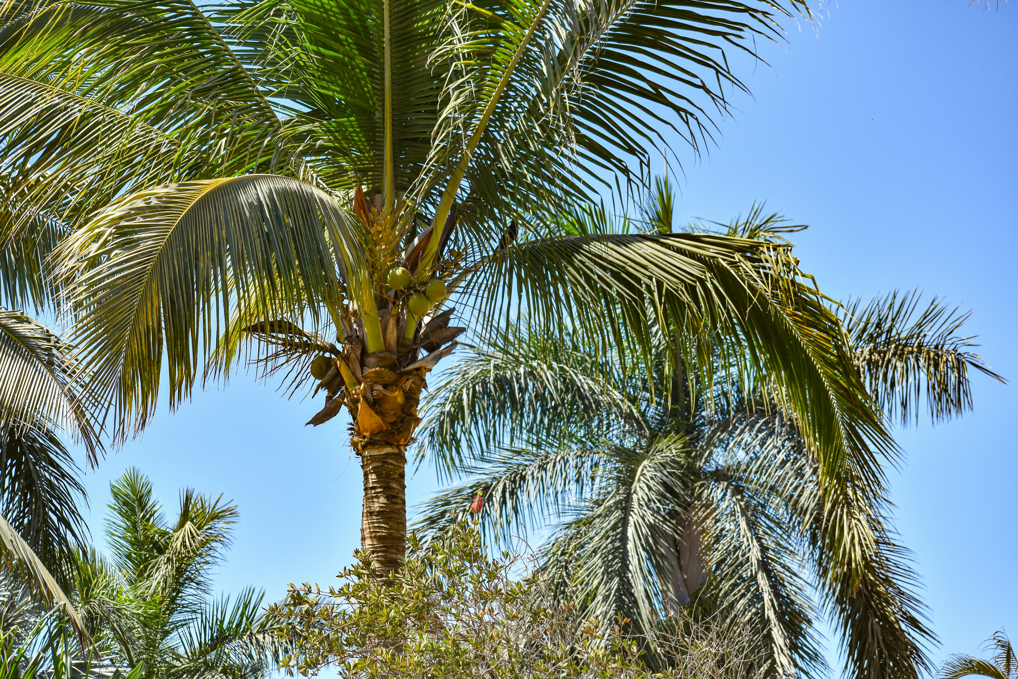 Un palmier avec un ciel bleu en arrière-plan