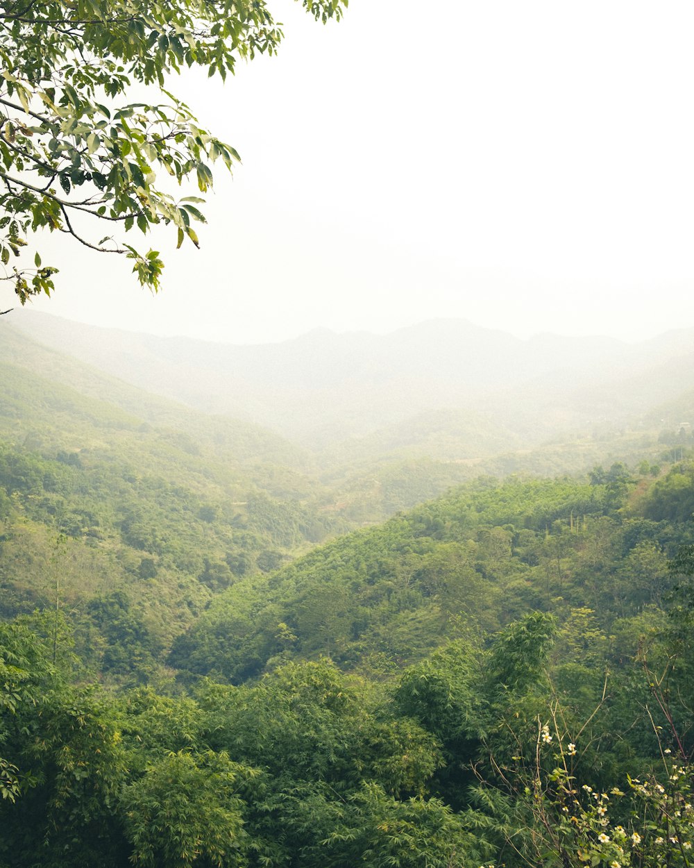 a lush green forest filled with lots of trees