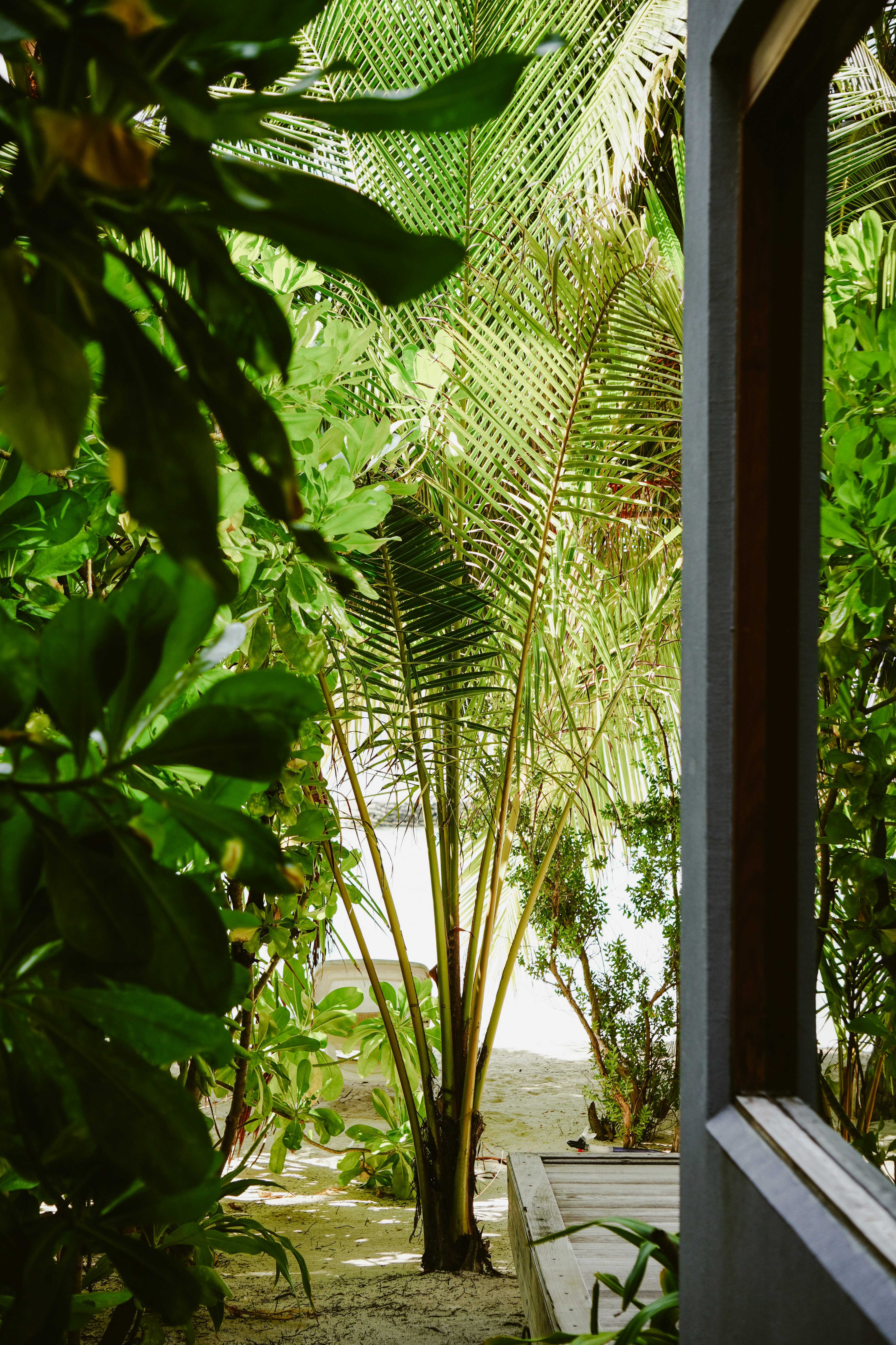 창문을 통해 바라보는 열대 정원의 모습 사진 – Unsplash의 무료 땅 이미지, image size:3000x4500