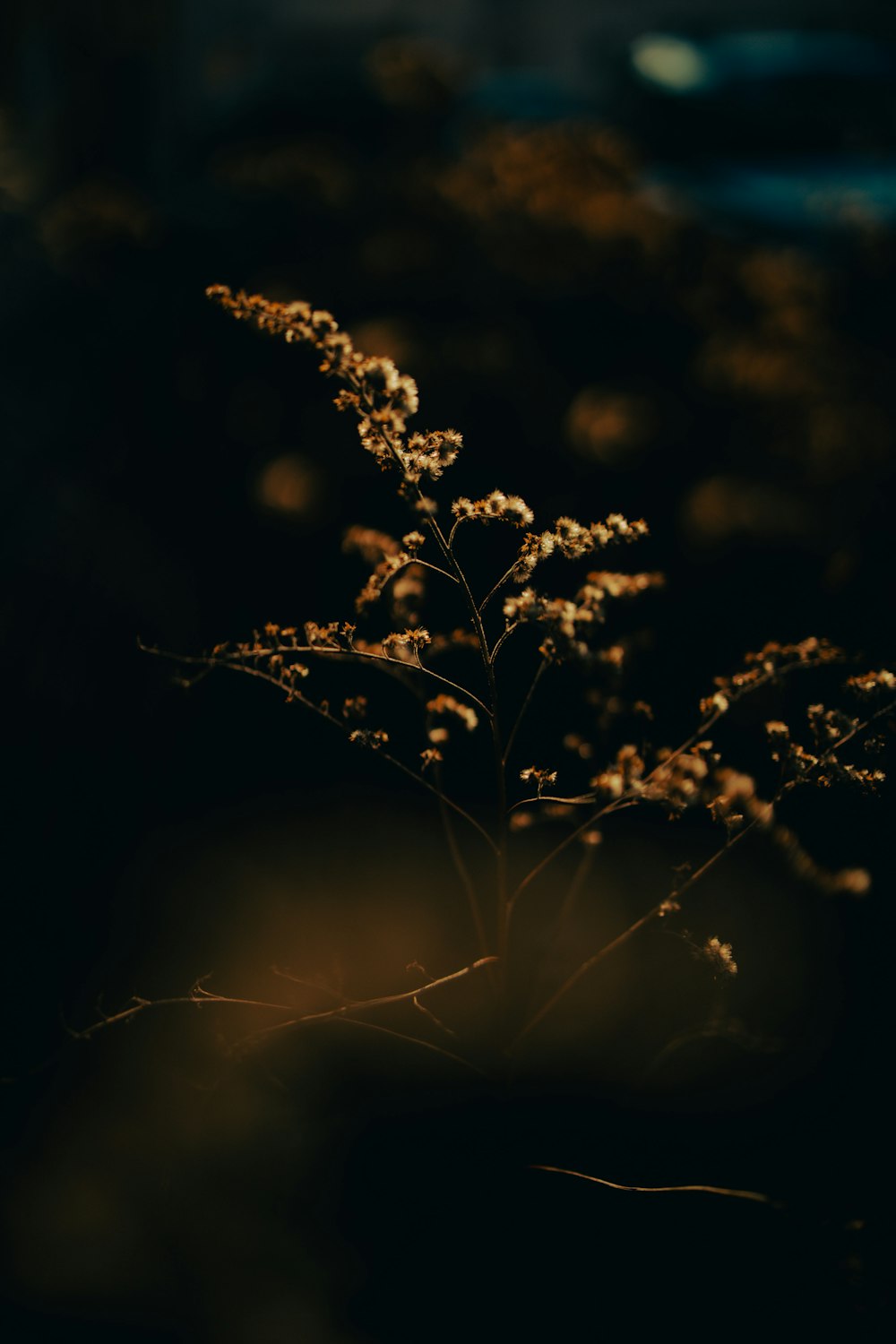 a close up of a plant in the dark