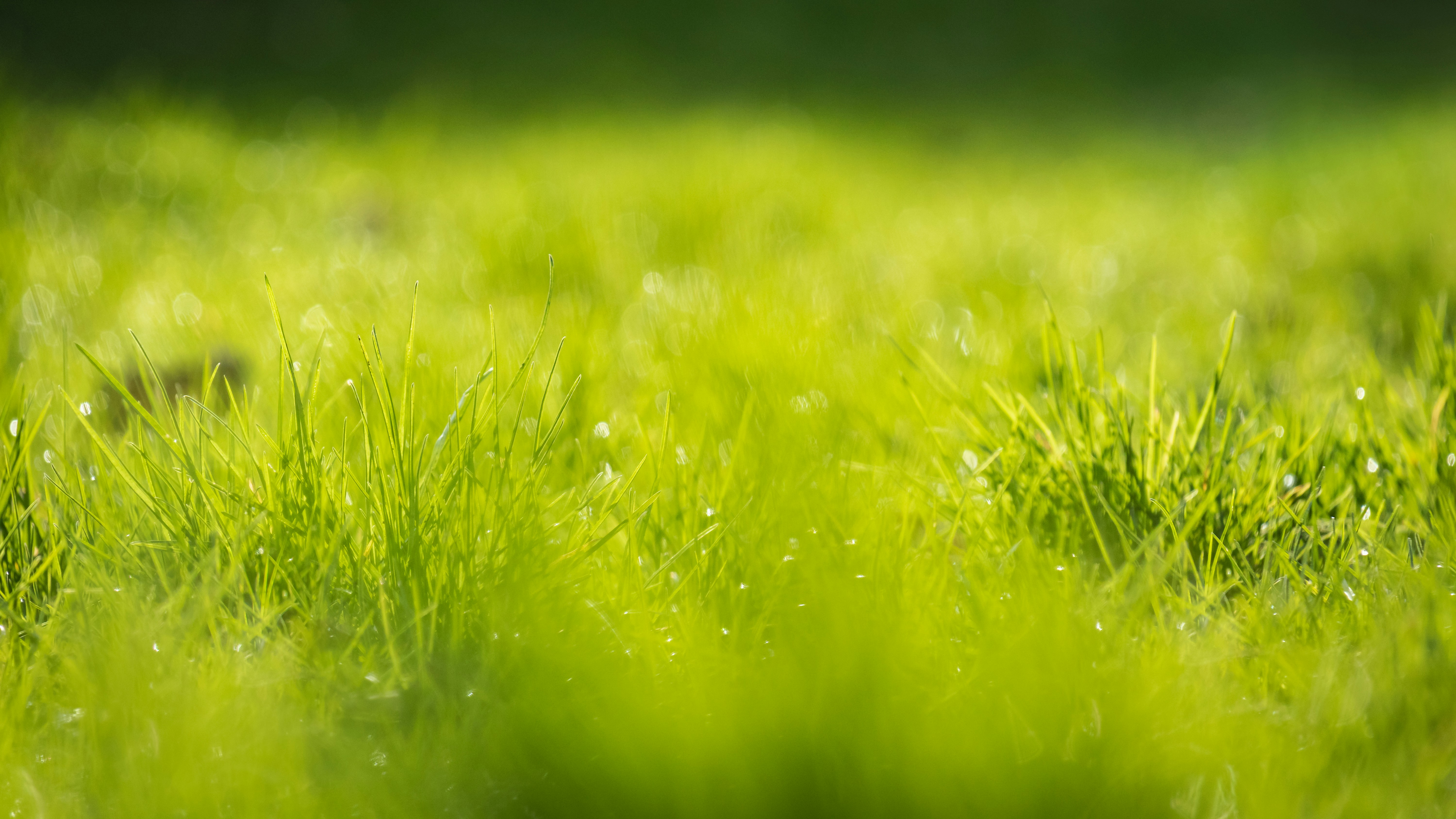 Pest Management: Safeguarding Your Lawn from Insects