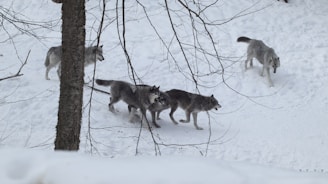 a group of wolfs are walking through the snow