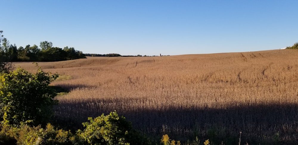 a large field of grass with trees in the background