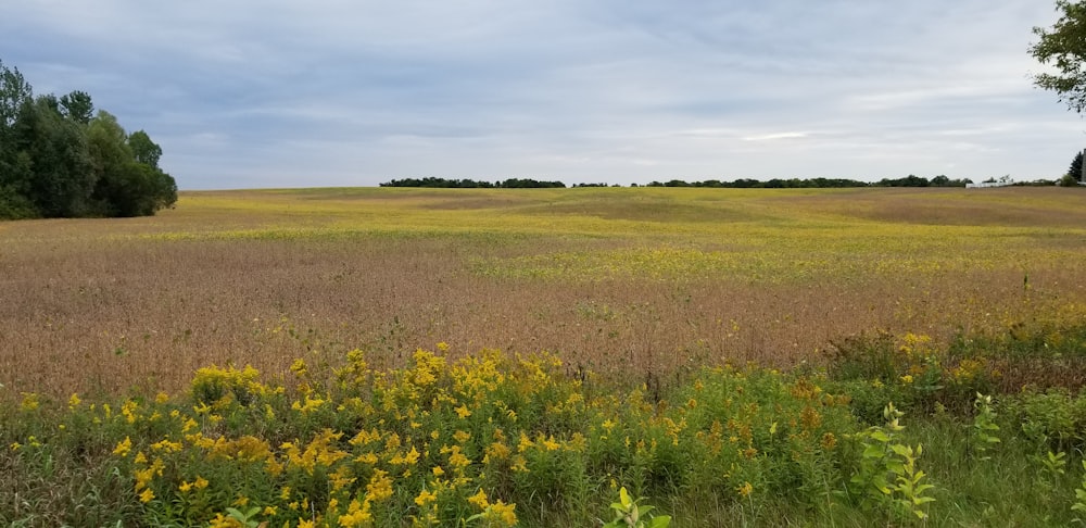 a large field of grass with trees in the background