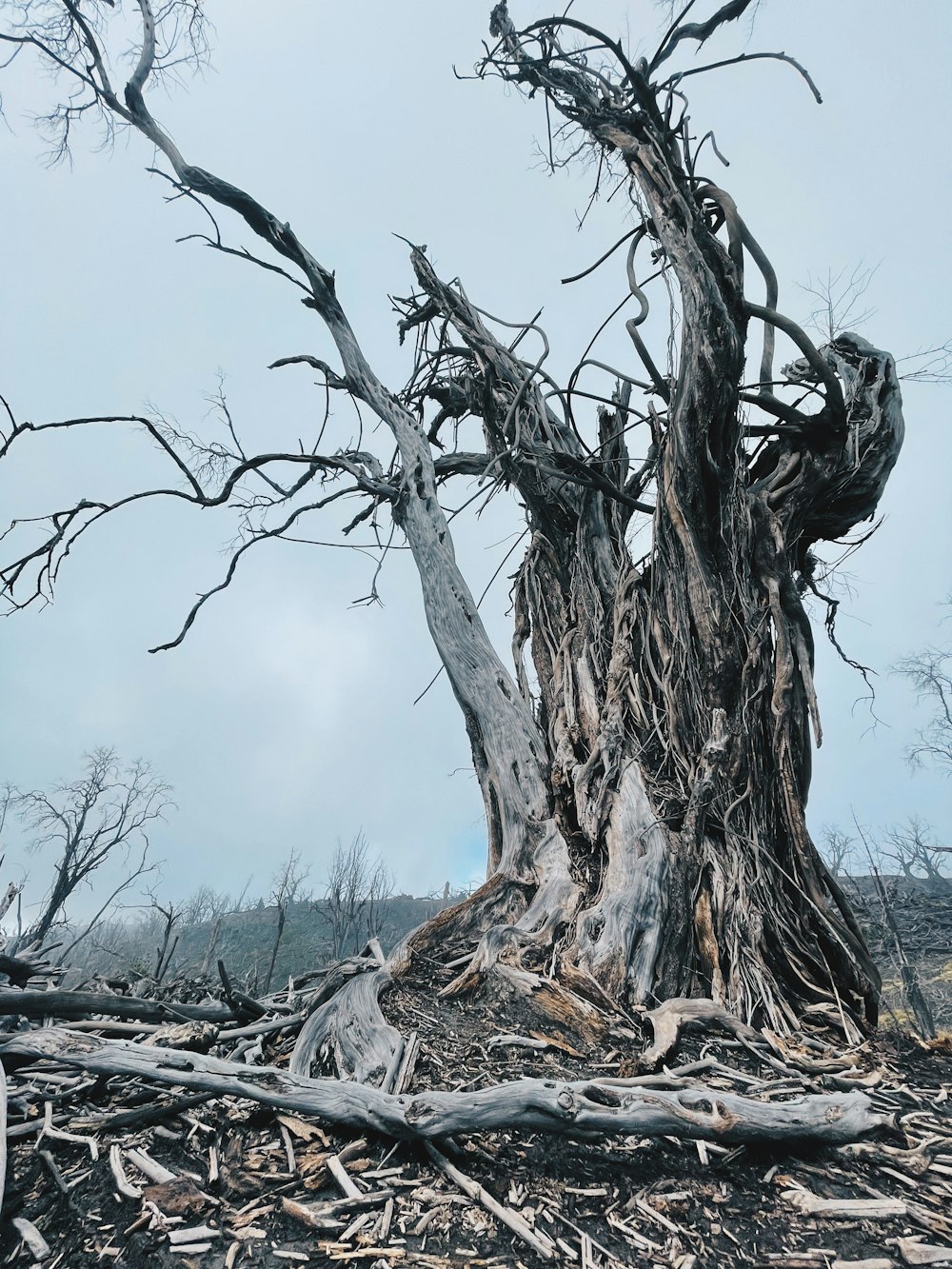 a very old tree with no leaves on it