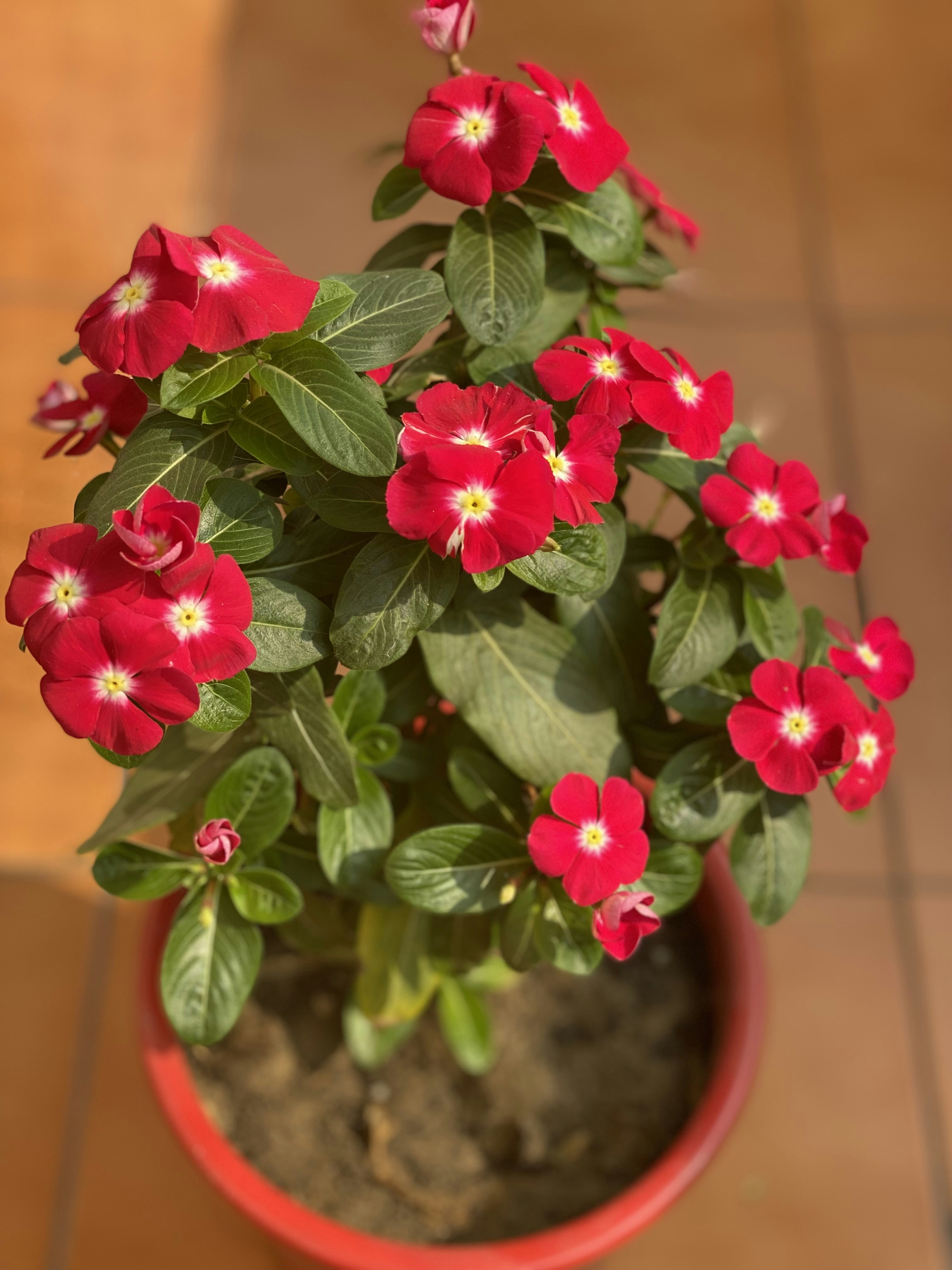 Une plante en pot avec des fleurs rouges et blanches photo – Photo ...