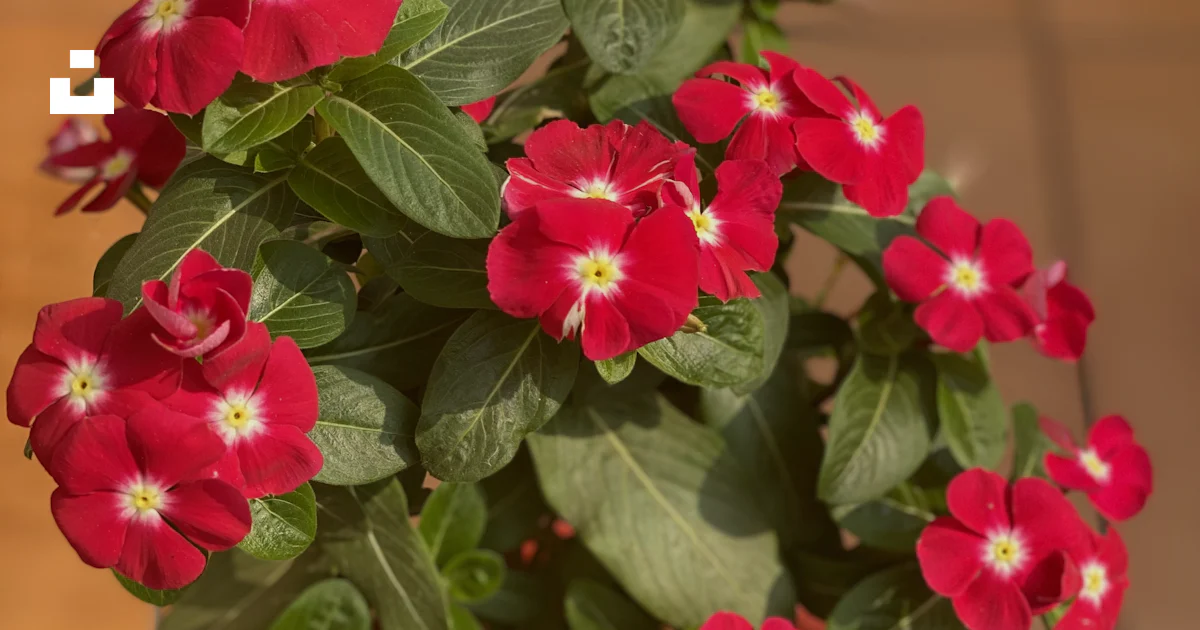 Fleurs Rouges En Pot Une plante en pot avec des fleurs rouges et blanches photo – Photo ...