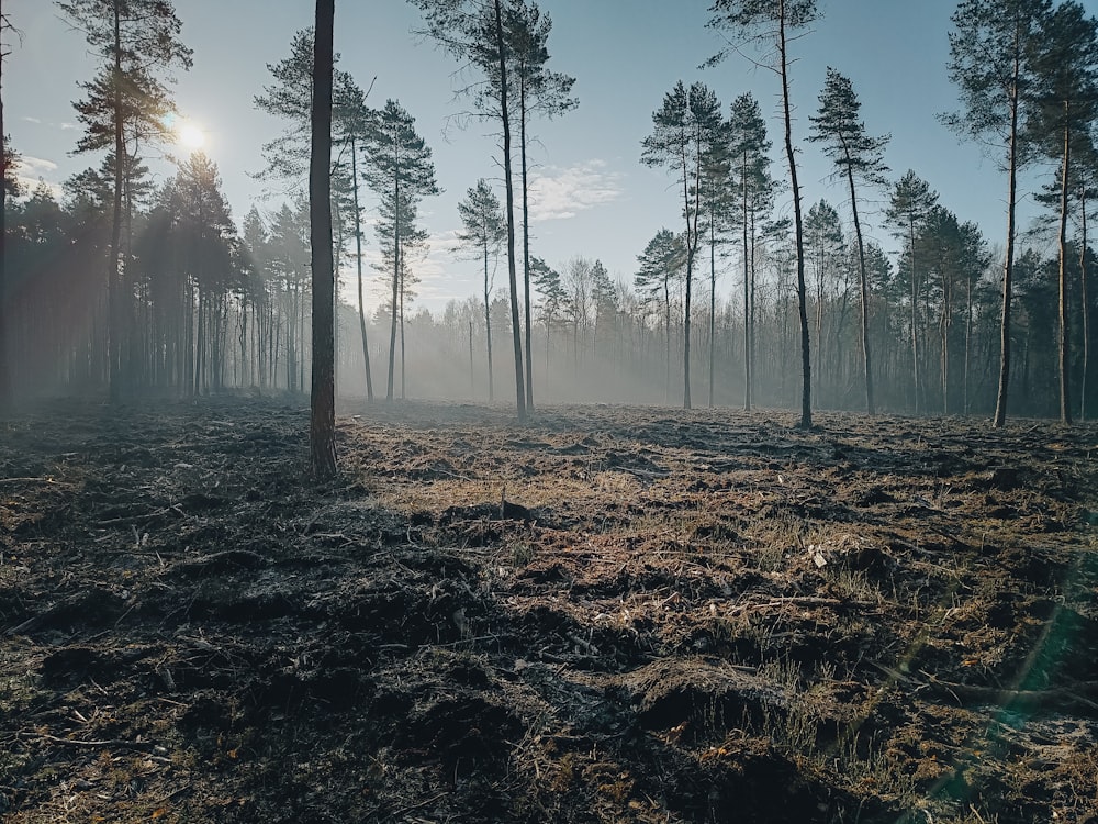 a forest filled with lots of tall pine trees