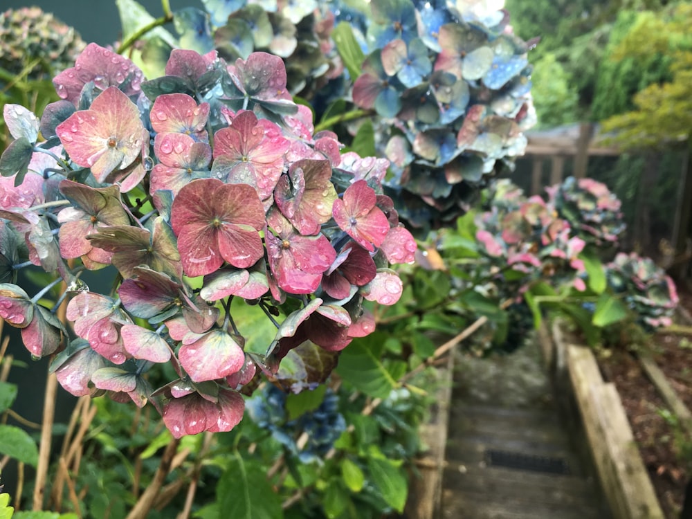 a bunch of pink and blue flowers in a garden