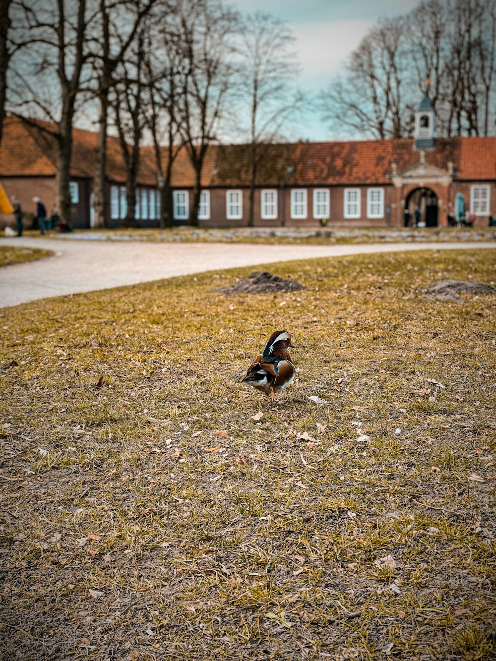 a couple of birds standing on top of a grass covered field