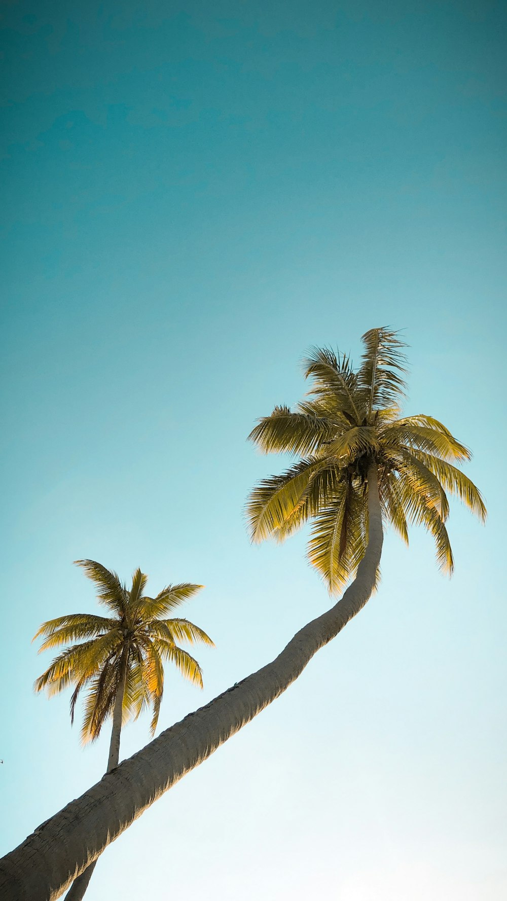 a couple of palm trees that are next to each other