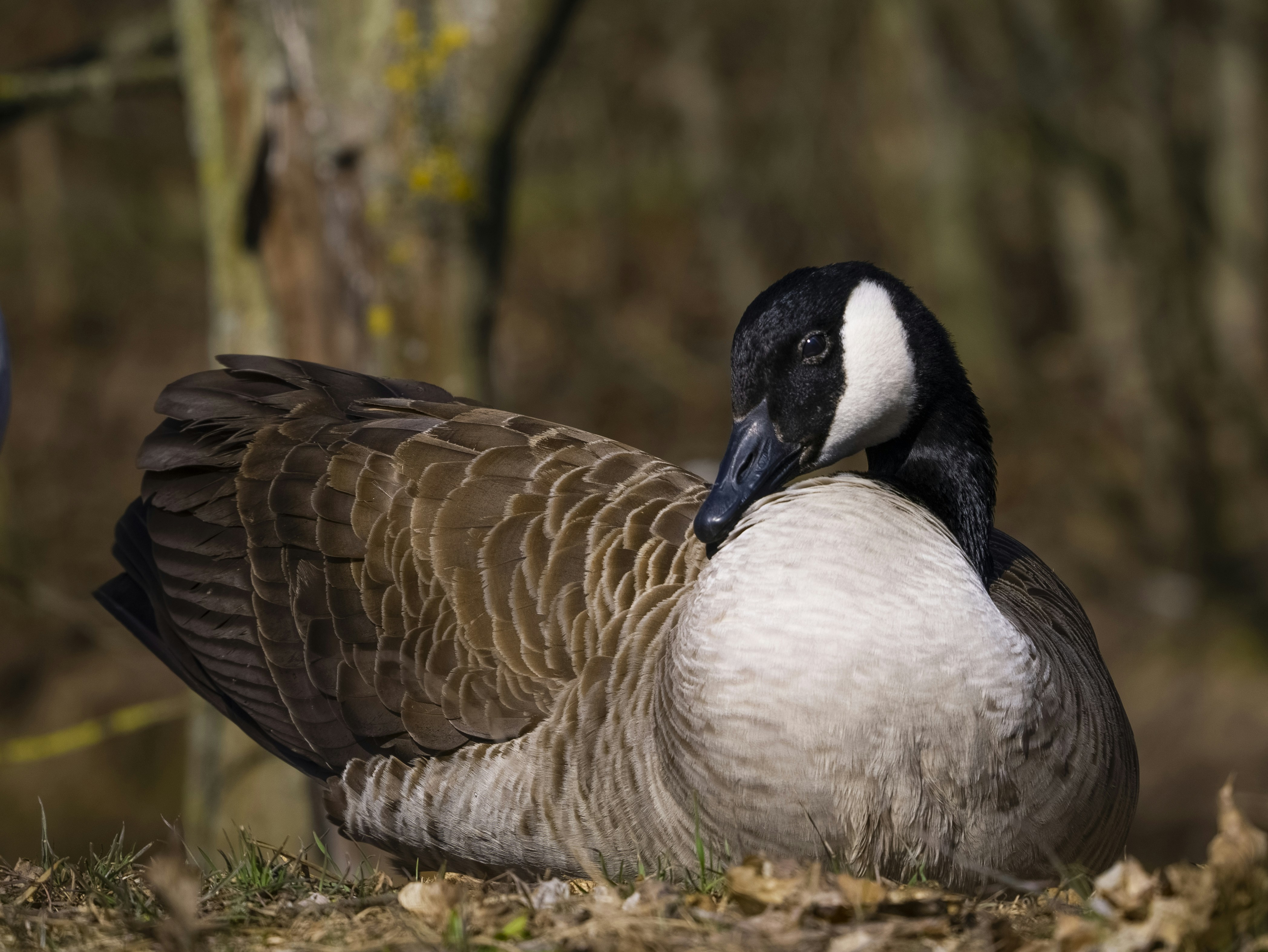 Photo by floriandormann