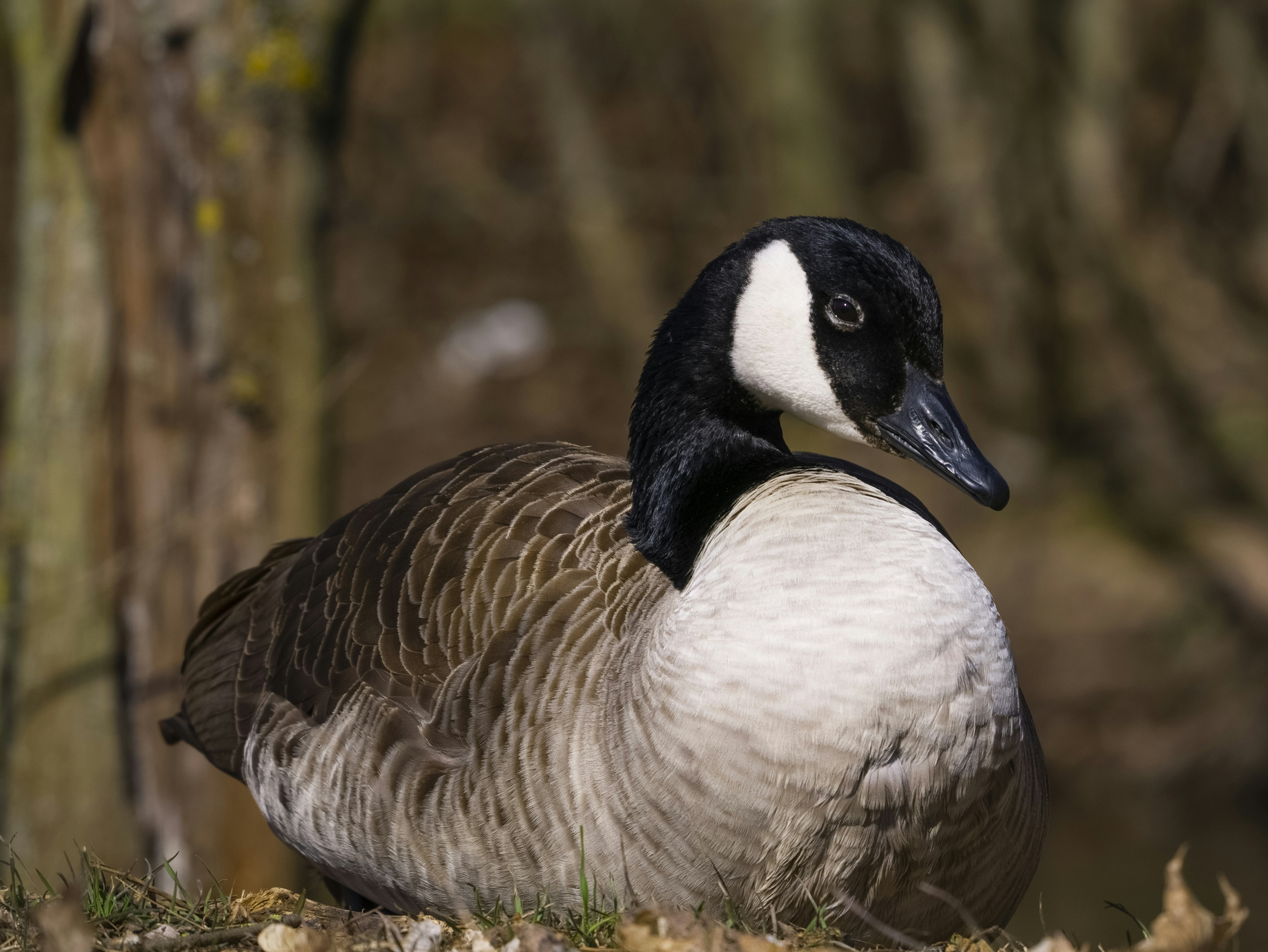 Photo by floriandormann