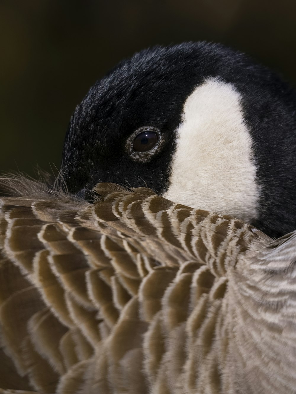 a close up of a duck with a black and white head