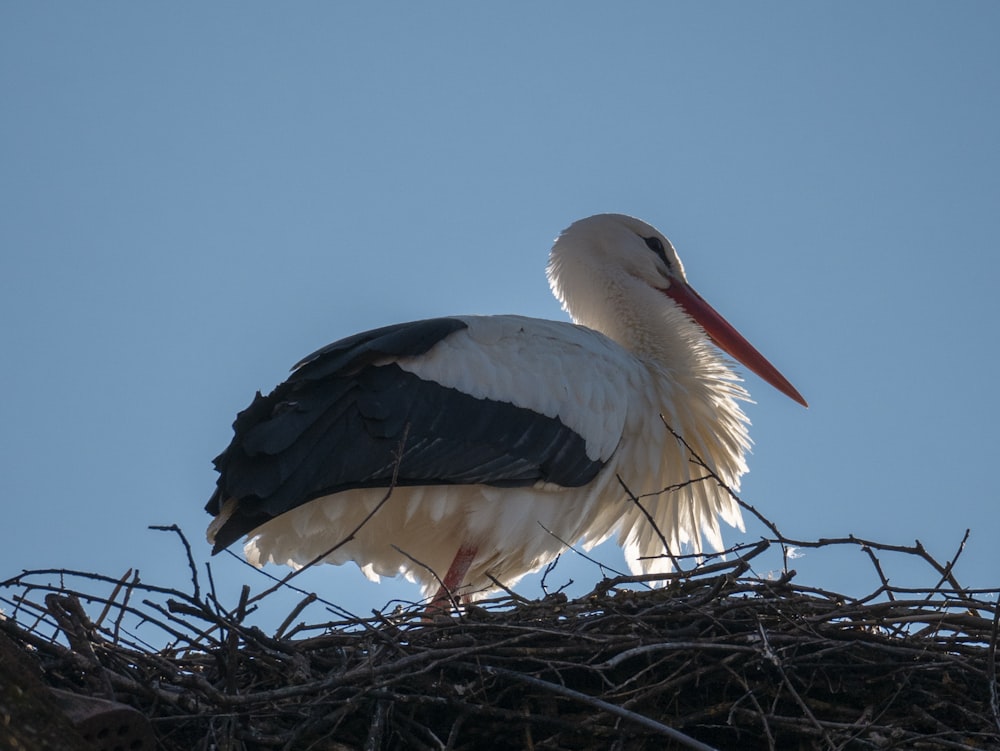 Ein Storch sitzt auf einem Nest