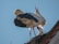 Two storks stand atop a nest made of twigs, one with its beak open against a clear blue sky. The larger stork's feathers are primarily white with black on the wings and legs that are a bright red-orange.