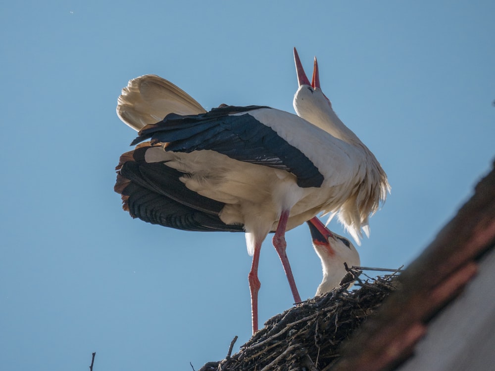 a stork standing on top of a nest with its beak open