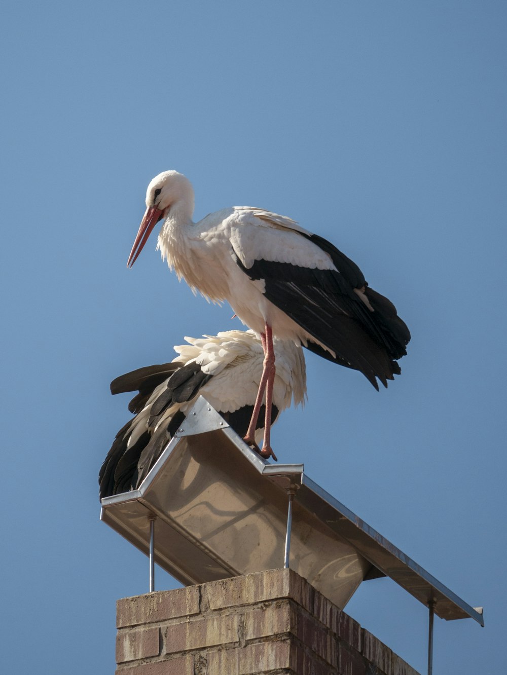 Ein weißer und schwarzer Vogel sitzt auf einem gemauerten Schornstein