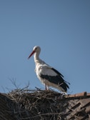 a stork is standing on top of a nest