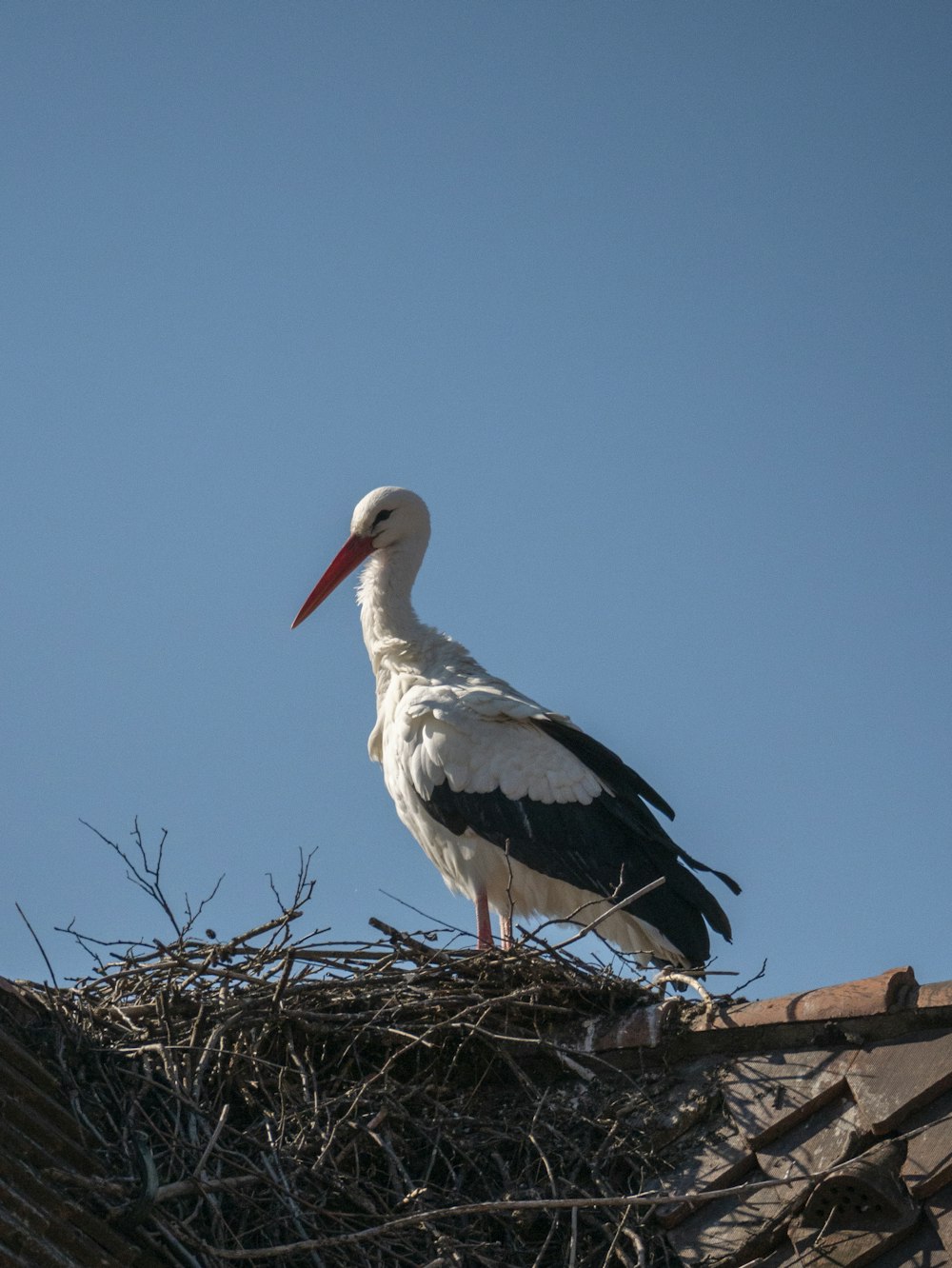 a stork is standing on top of a nest