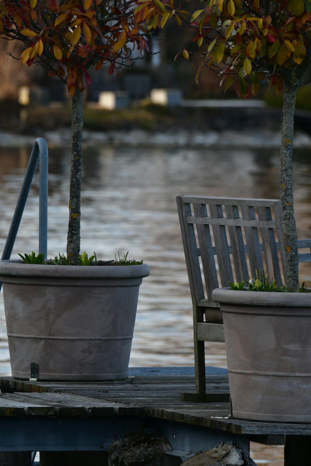 two potted plants sitting on a dock next to a body of water