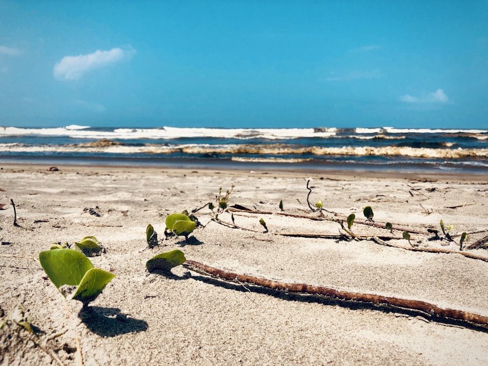 a plant growing out of the sand on a beach