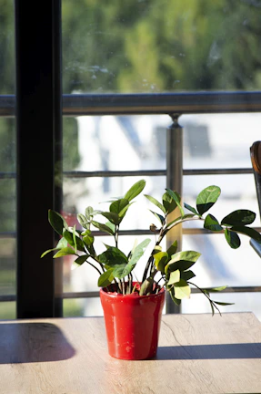 A lush green potted plant sitting on a wooden table near a bright window.