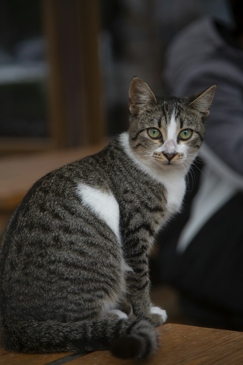 a gray and white cat sitting on top of a wooden table