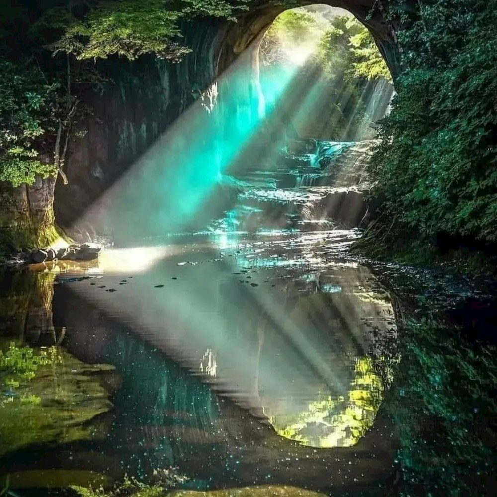 a stream running through a lush green forest