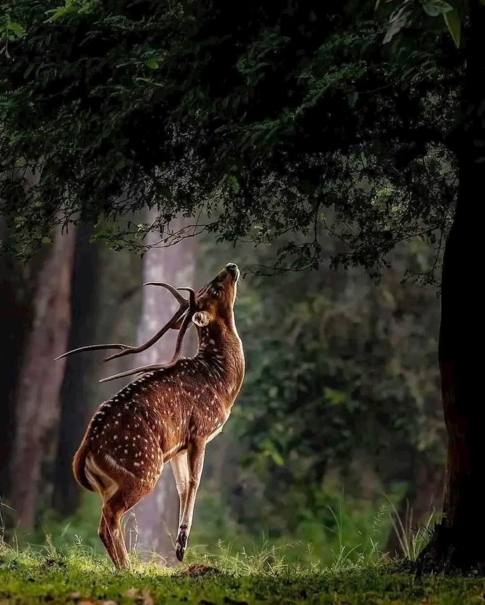 a couple of deer standing on top of a lush green field