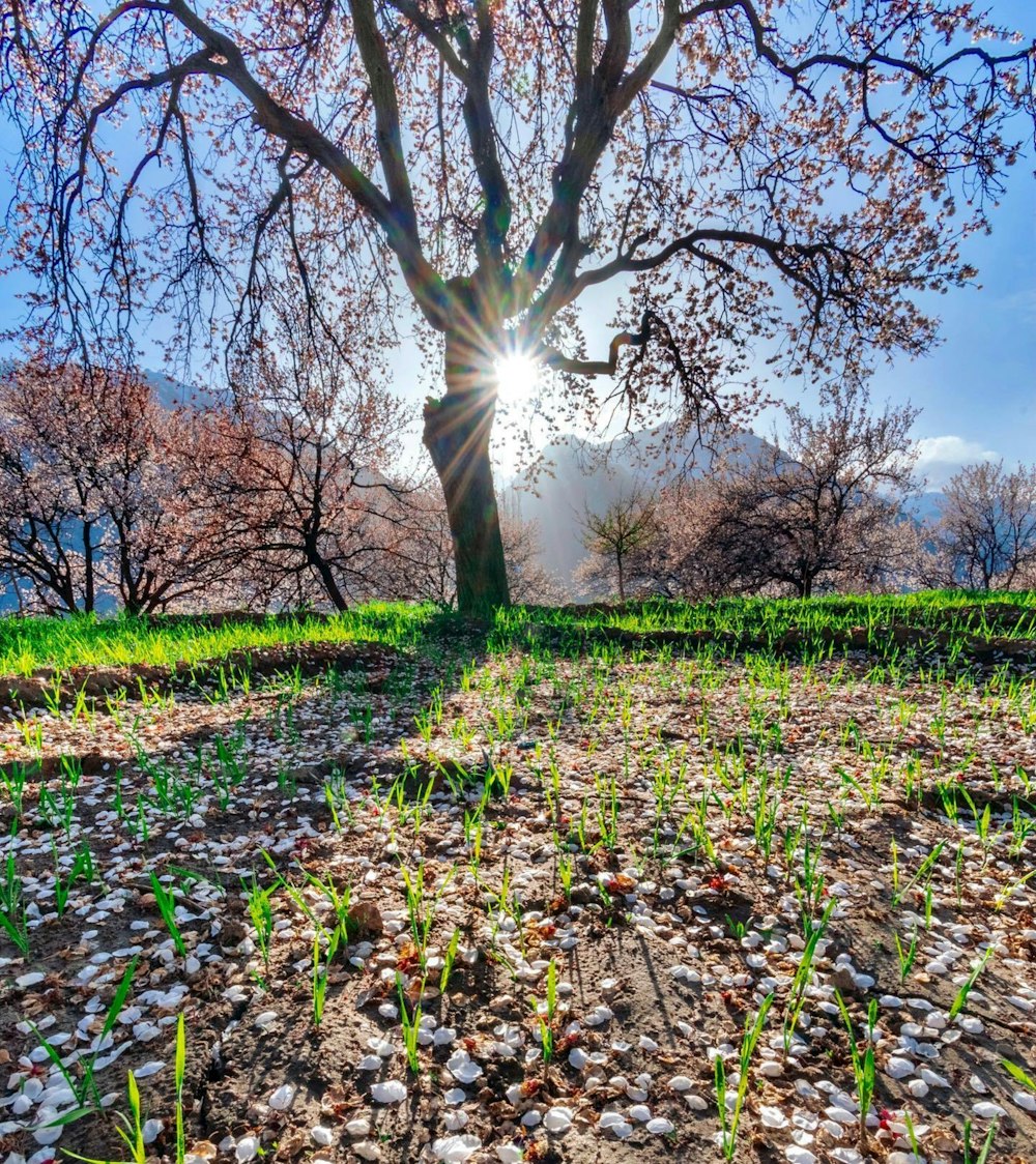 the sun shines through the branches of a tree