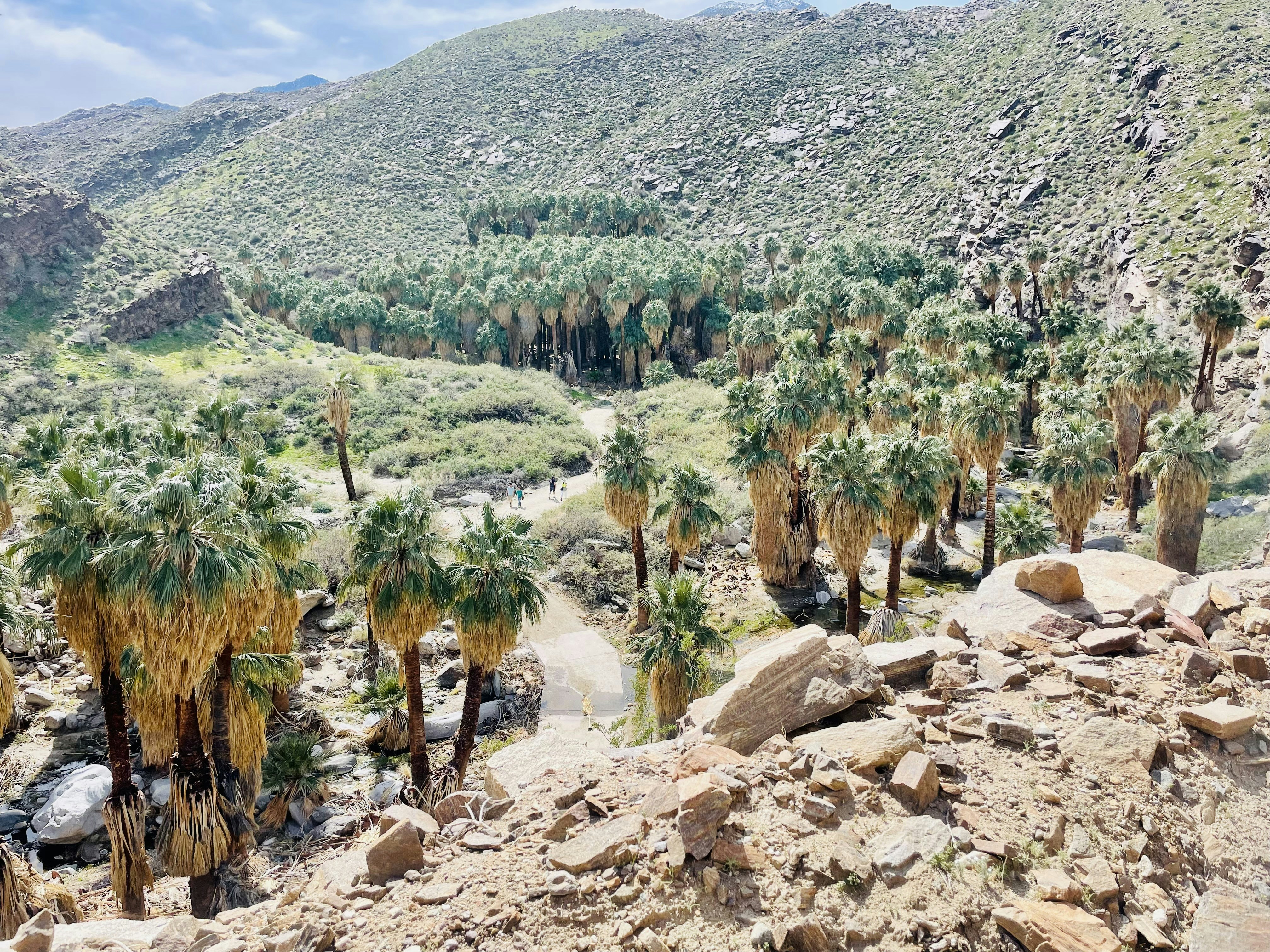 Palm Valley