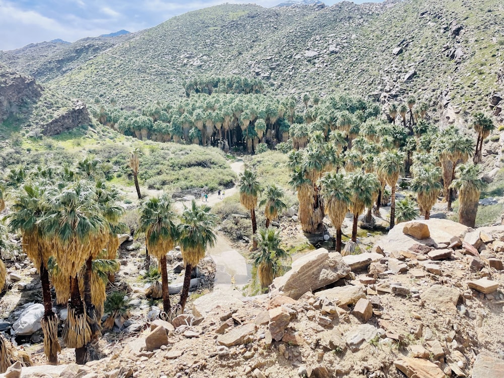 Una strada sterrata circondata da palme nel deserto