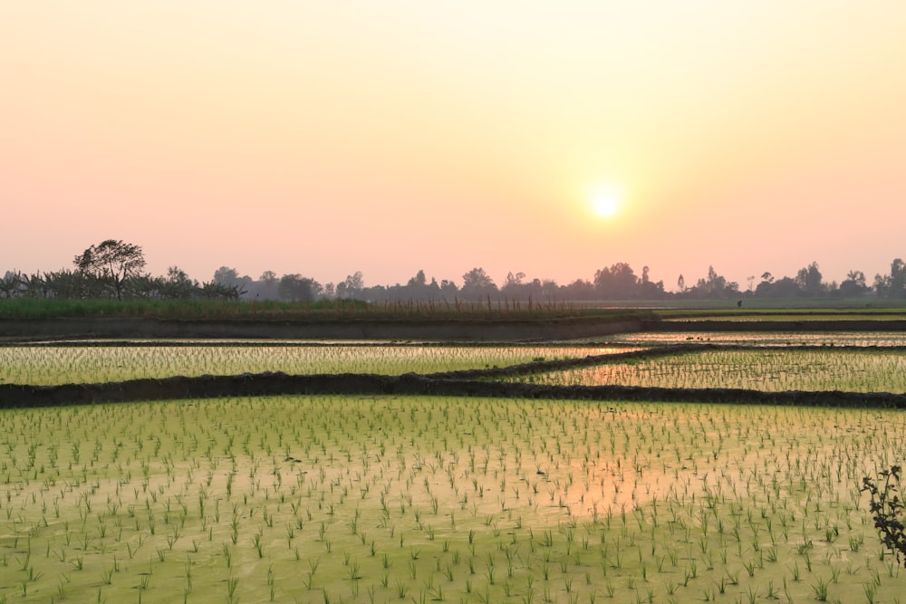 the sun is setting over a rice field