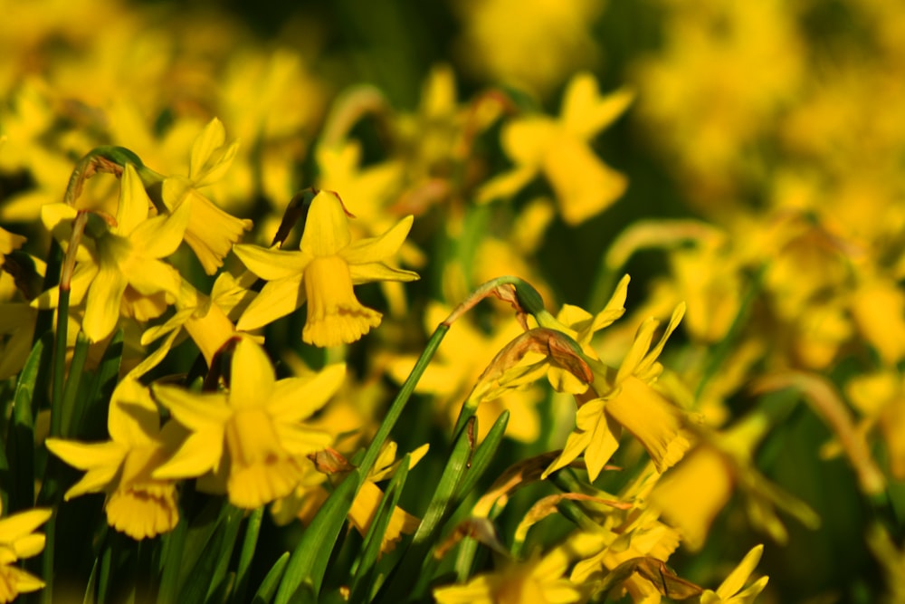 a bunch of yellow flowers that are in the grass