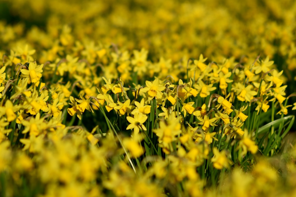 a bunch of yellow flowers that are in the grass