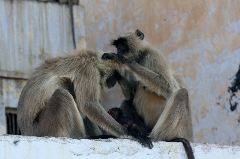 a couple of monkeys sitting on top of a cement wall