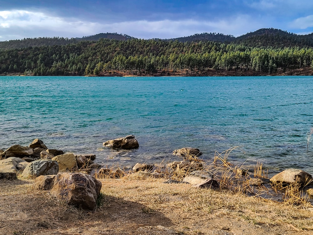 a large body of water surrounded by a forest