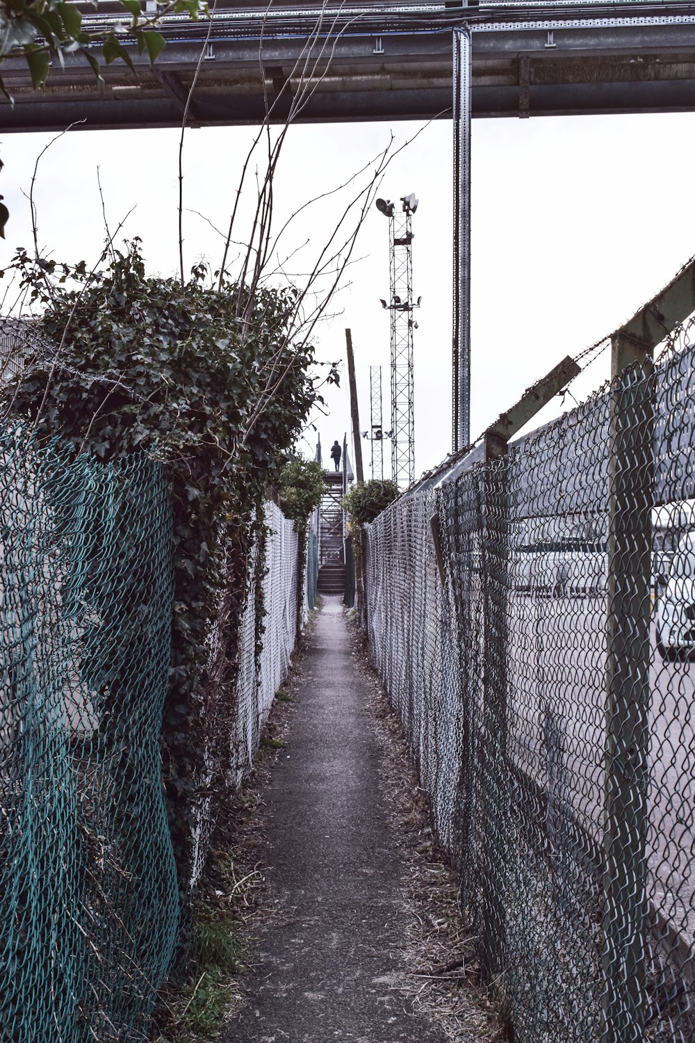 a narrow path between two fences with vines growing on them