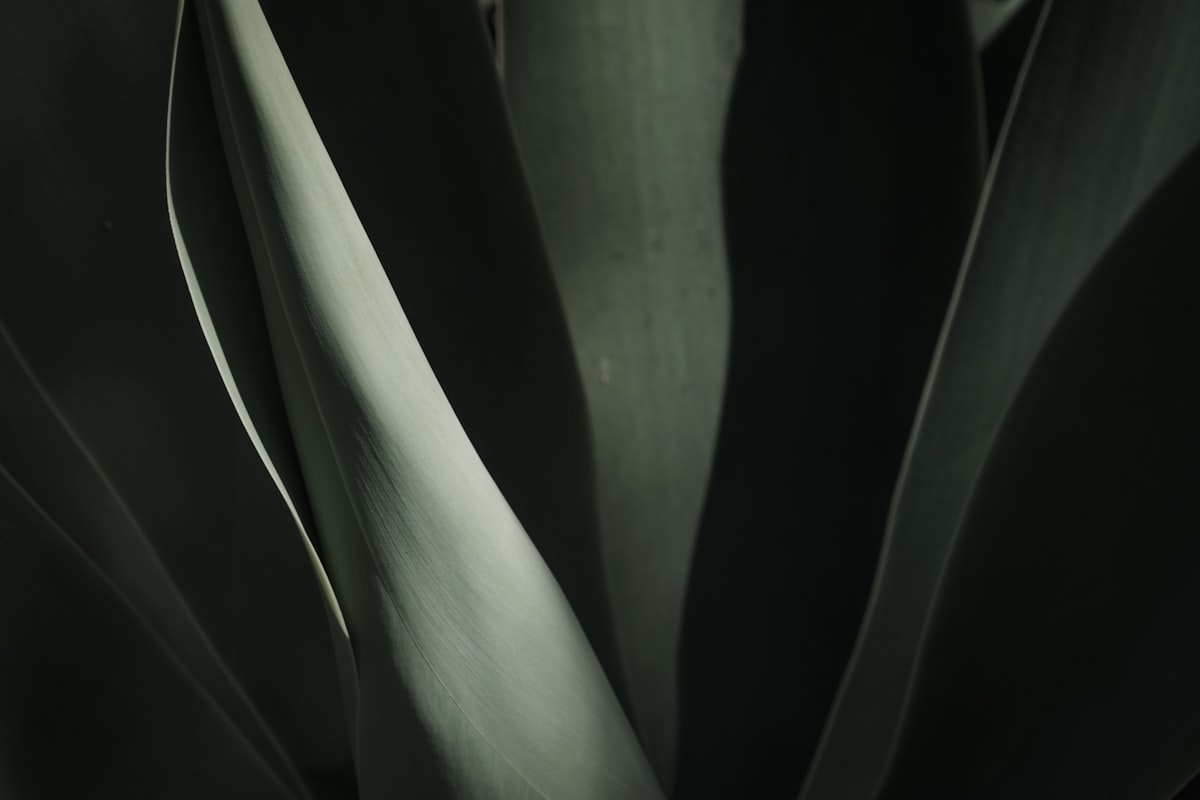 De US$10 mil a US$36 mil en dos meses: la lotería disfrazada de estrategia que el mercado adora vender