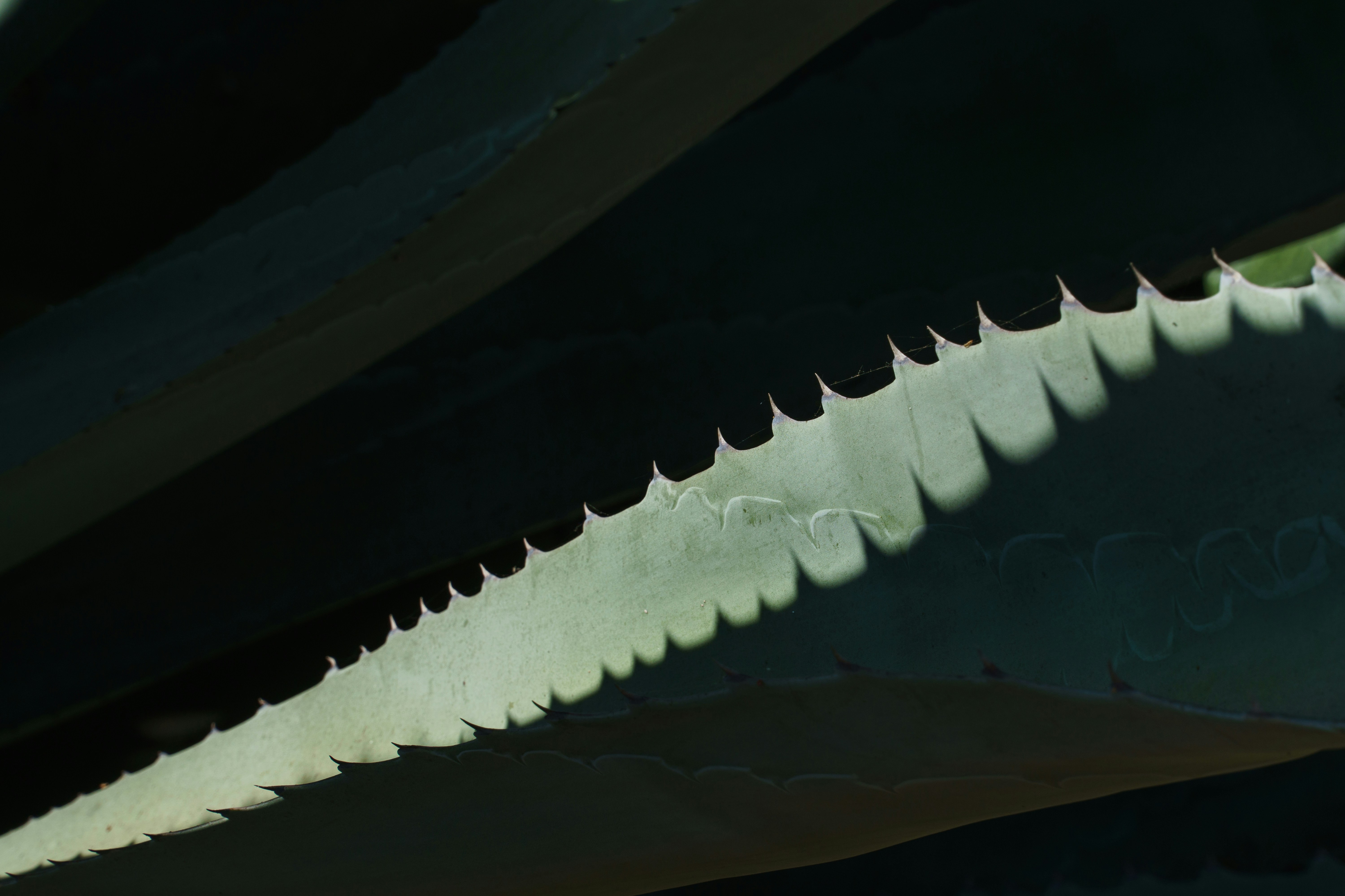 photo 1647208362066 7729f79d70fb?crop=entropy&cs=tinysrgb&fit=max&fm=jpg&ixid=M3w1MjQ0NjR8MHwxfHNlYXJjaHwxMnx8Rml4ZWQlMjBibGFkZXxlbnwwfDB8fHwxNzUxNzQ0MjAyfDA&ixlib=rb 4.1