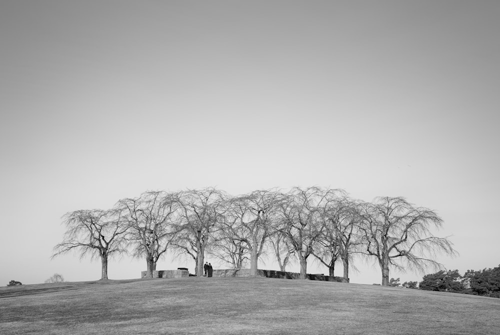 uma foto em preto e branco de árvores em uma colina