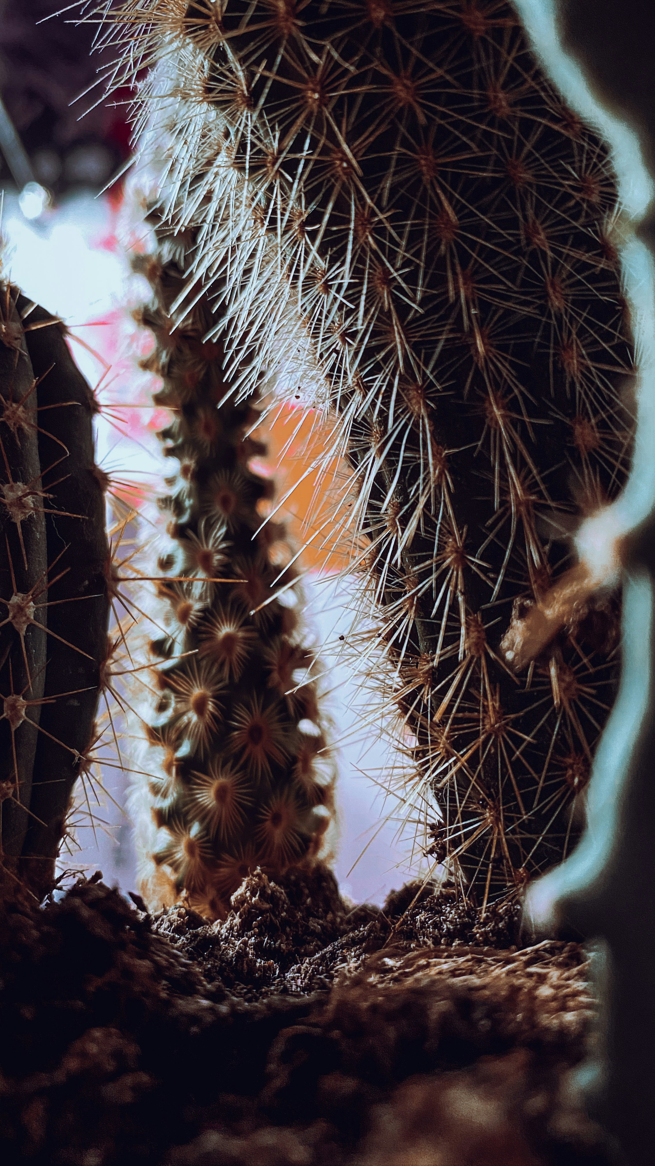 a close up of a cactus with a blurry background