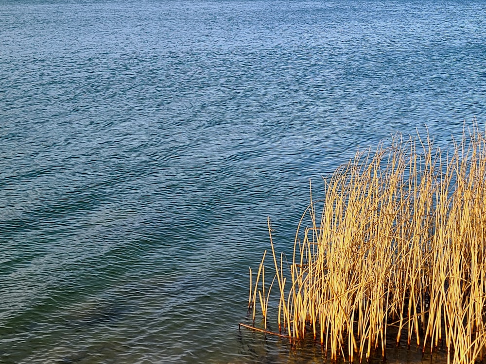 a body of water with a bunch of reeds in it