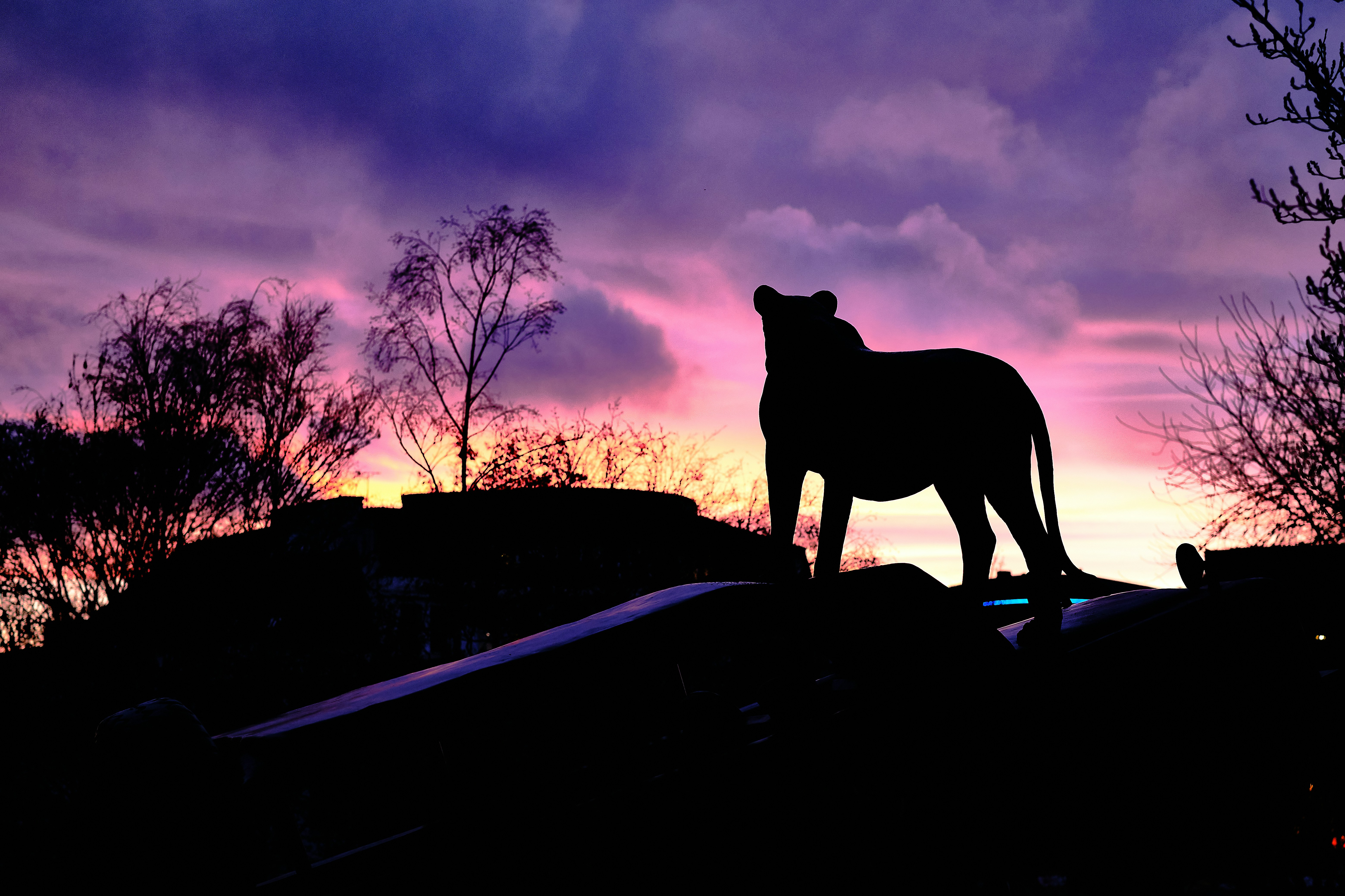 Powerful lion silhouette against a blazing red sunset savanna sky