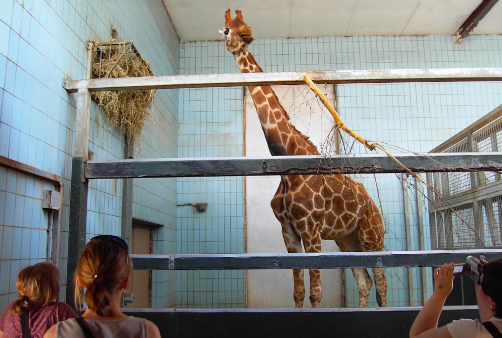 a giraffe standing next to a metal fence