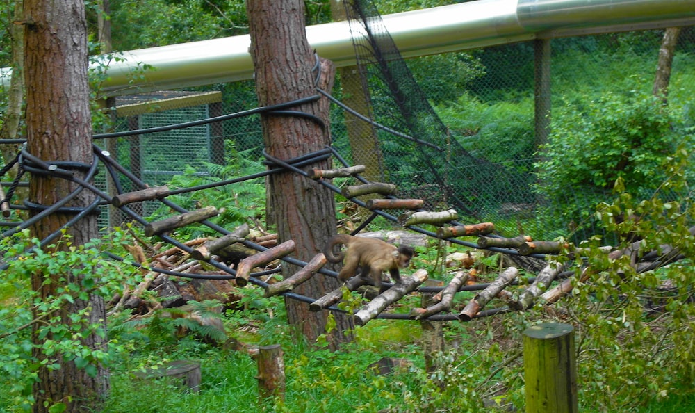 a bear climbing on a chain link fence