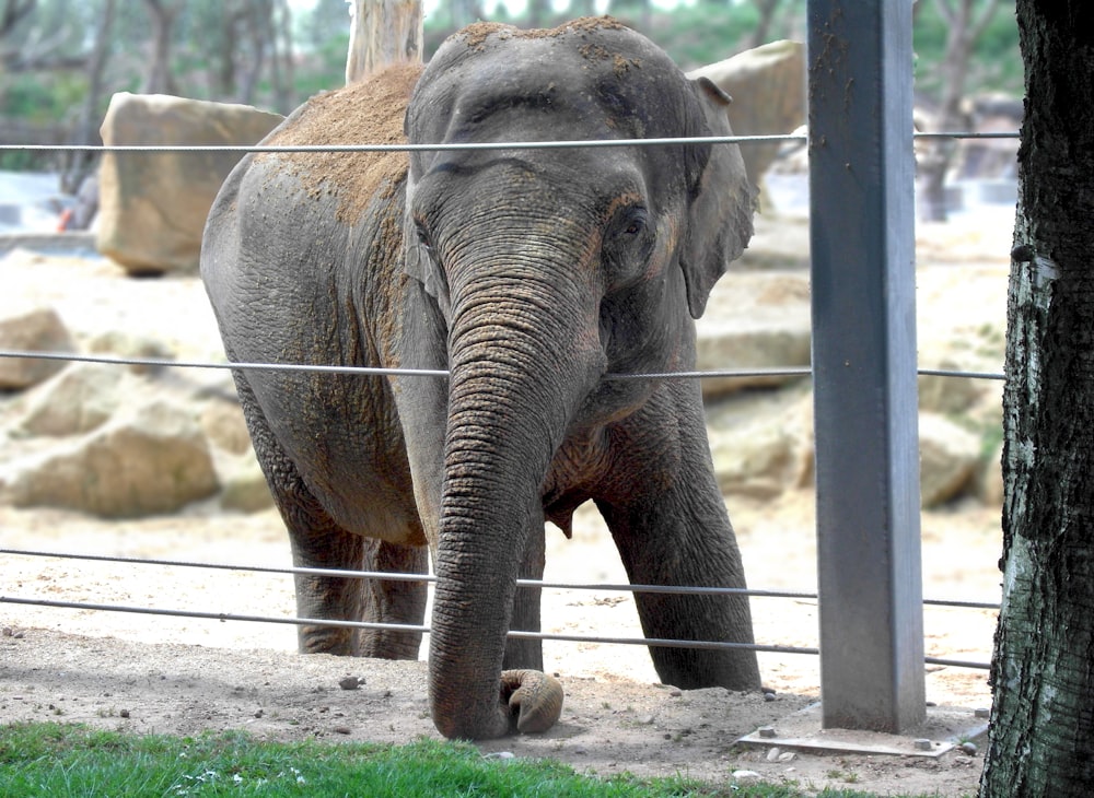 an elephant standing behind a fence in a zoo